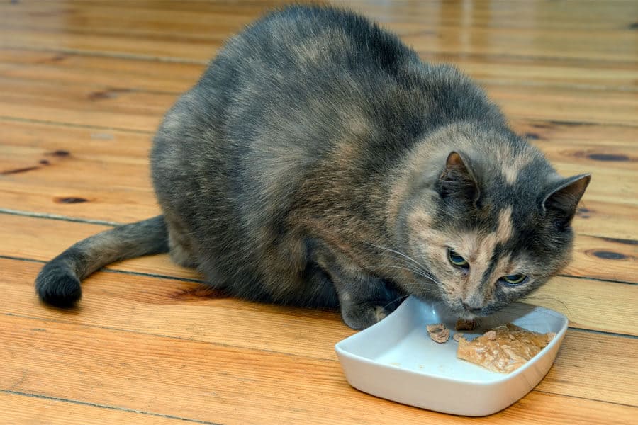 Appetite-Enhancing Your Cat’s