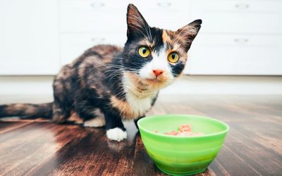 Eating – Why Cats Lose Their Appetite
