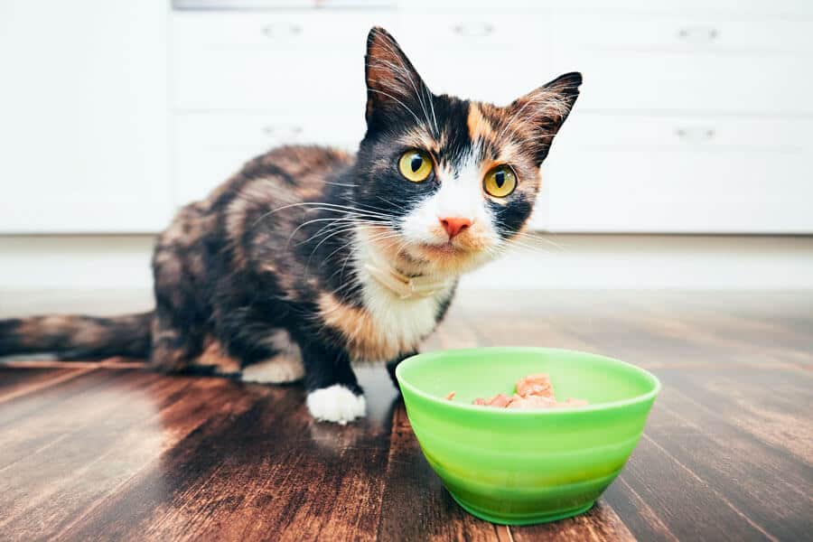 Eating – Why Cats Lose Their Appetite