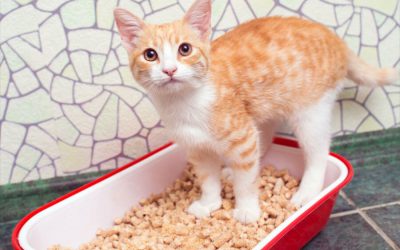Litter Boxes for Cats With Special Needs