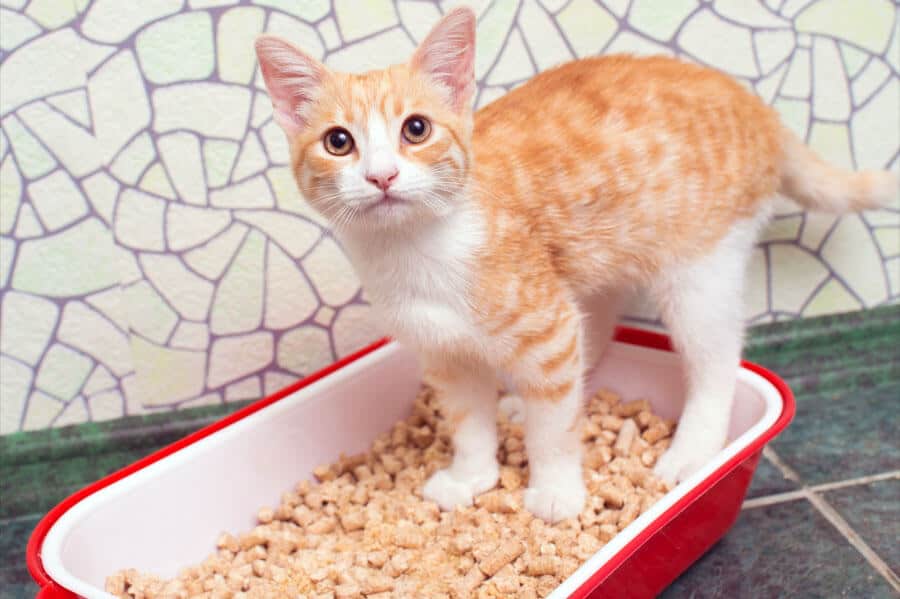 Litter Boxes for Cats With Special Needs