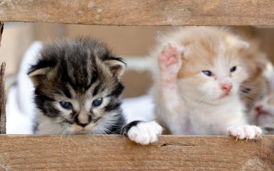 Kitten-Making Home More Accommodating