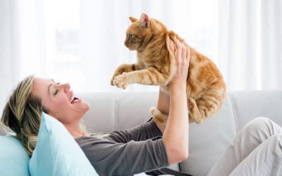 Sitter-Why It’s the Better Choice for Your Cat