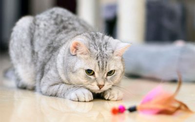 Playtime-Make It More Enjoyable for Your Cat