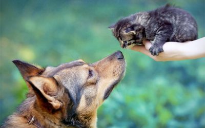 Introduction Between Kitten/Older Pets