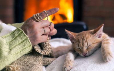 Trust-How to Tell if Your Kitten Does