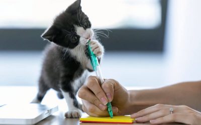 Bonding With Your New Kitten