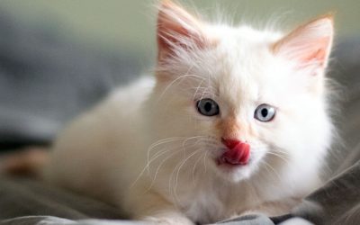 Kittens-Making Comfortable In New Home