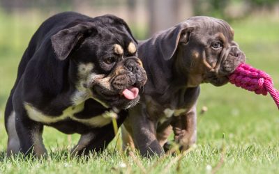 Dog Parks: Puppy’s First Visit