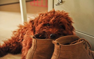 Disobedience: Reasons Behind Behavior