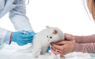 Core Vaccinations For Your Cat