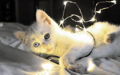 Safe Home for Your Kitten