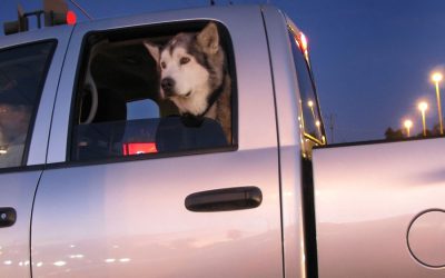 Being Car Sick-Why Your Dog Is Feeling It