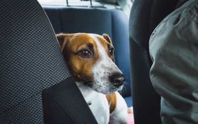 Car Sickness – Three Tips to Treat It