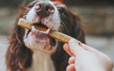 Tasty Treats for Dog Training