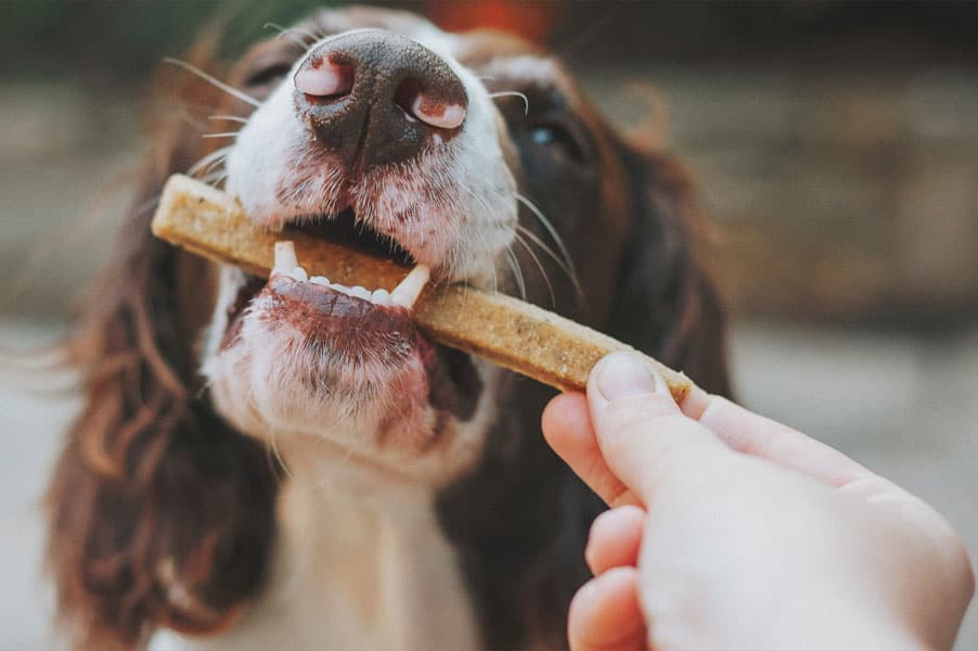 Tasty Treats for Dog Training