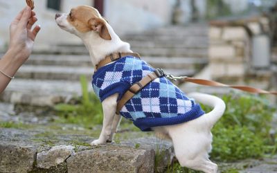 Snacks-How to Choose for Your Dog