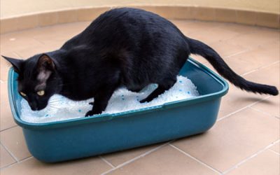 Litter Box: Ways To More Appealing
