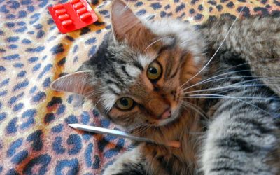 Medications Toxic to Cats