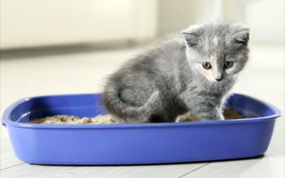 Odors from Cat’s Litter Box