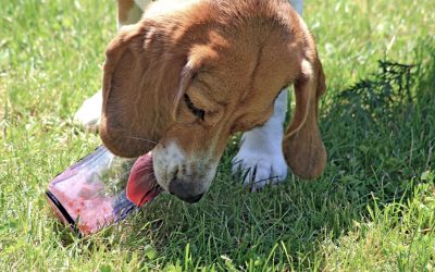 Drinks Harmful to Your Dog’s Health