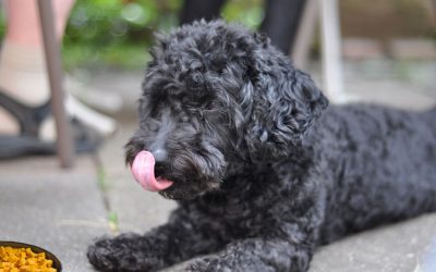 Foods Harmful to Your Dog’s Health