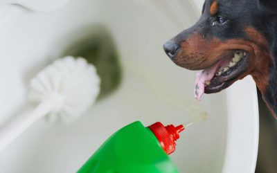 Cleaners That Are Dangerous to Dogs