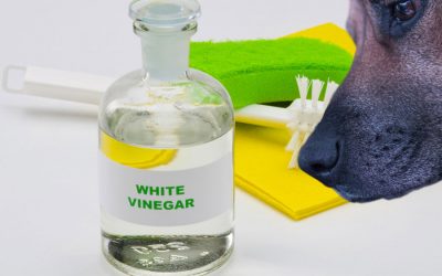 Cleaning Items Safe to Use Around Dogs