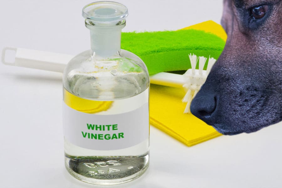 Cleaning Items Safe to Use Around Dogs TAILored Pet Services LLC