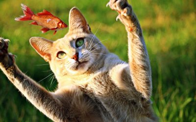 Foods Harmful to Your Cat’s Health