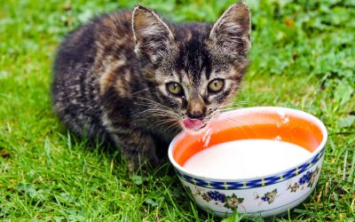 Drinks Harmful to Your Cat’s Health