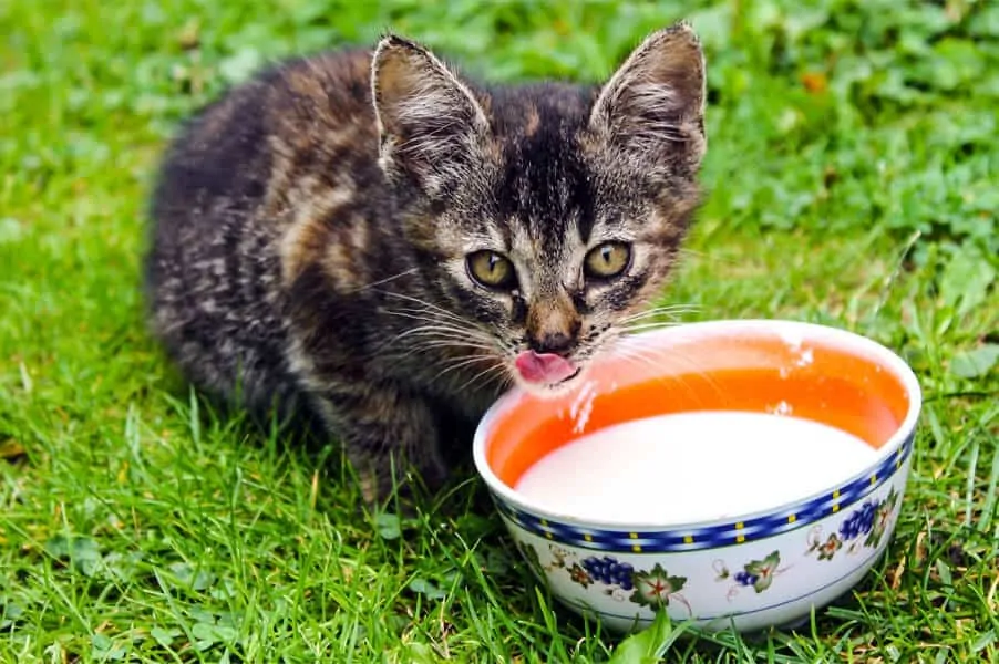 Drinks Harmful to Your Cat’s Health
