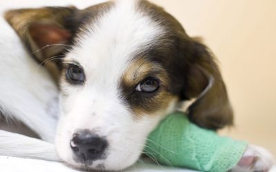 Emergency: How to Properly Respond