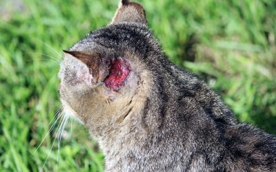 Wounds: Steps to Take if Your Cat Has One