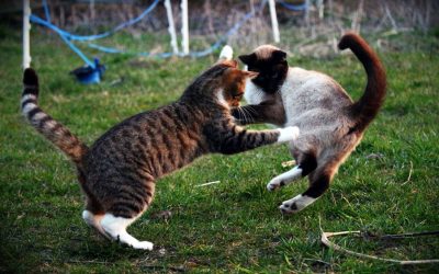 Fights: How You Can Help Your Injured Cat