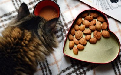 Poison: Steps to Take to Help Cat