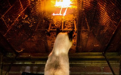 Burns: How to Help Your Pet Cat