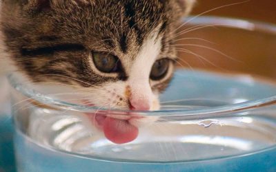 Constipation: Causes In Cats