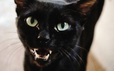 Eye Discharge: How to Deal With It