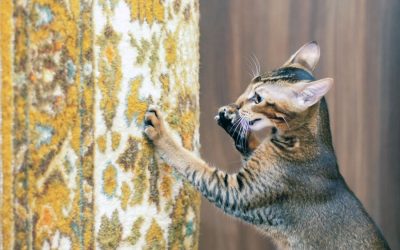 Scratching-Helps Your Adopted Cat Adjust