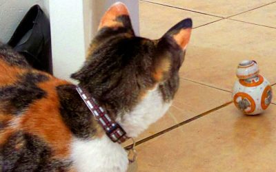 Bowel Irregularity-Ways to Treat