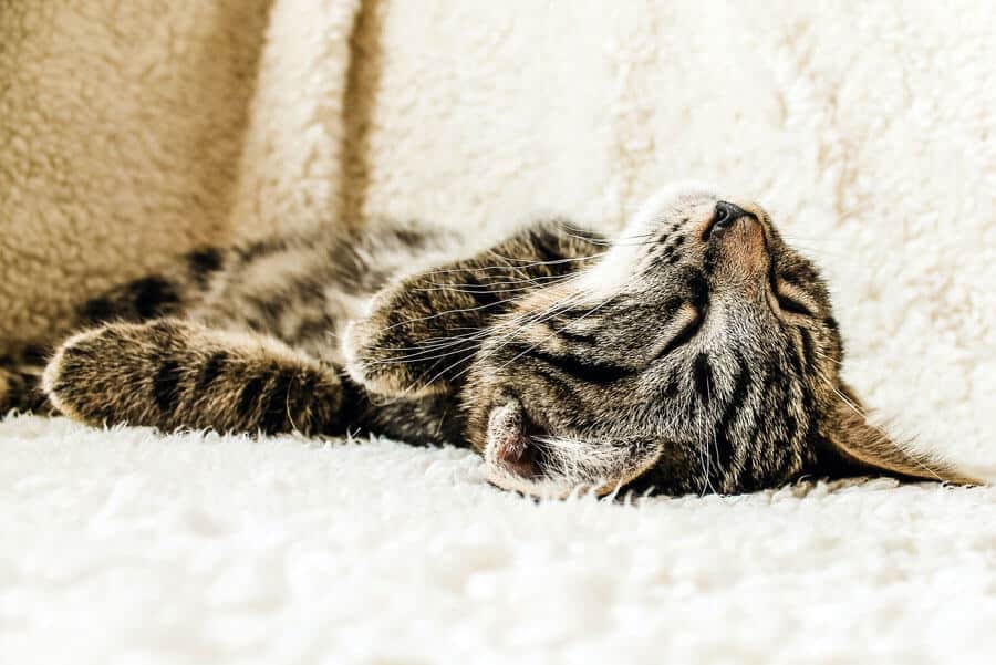 Dreams: Does Your Cat Have Them?