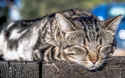 Dreaming Cats: How You Should Respond