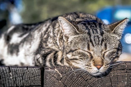 Dreaming Cats: How You Should Respond