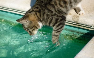 Cat Aquatics 101: Can Cats Swim? Insider Guide
