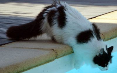 Swimming Is Not Out of the Question for Cats