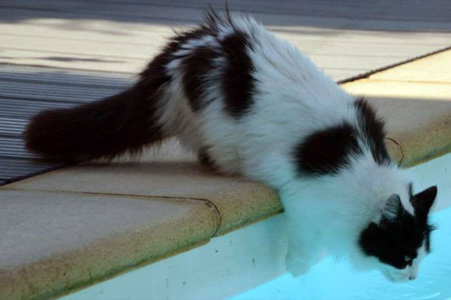 Swimming Is Not Out of the Question for Cats