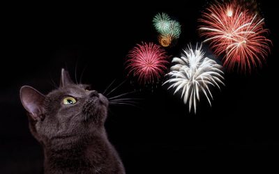 Scratching-Help With 4th of July Fireworks