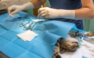 Neutering/ Spaying: Improves Quality of Life