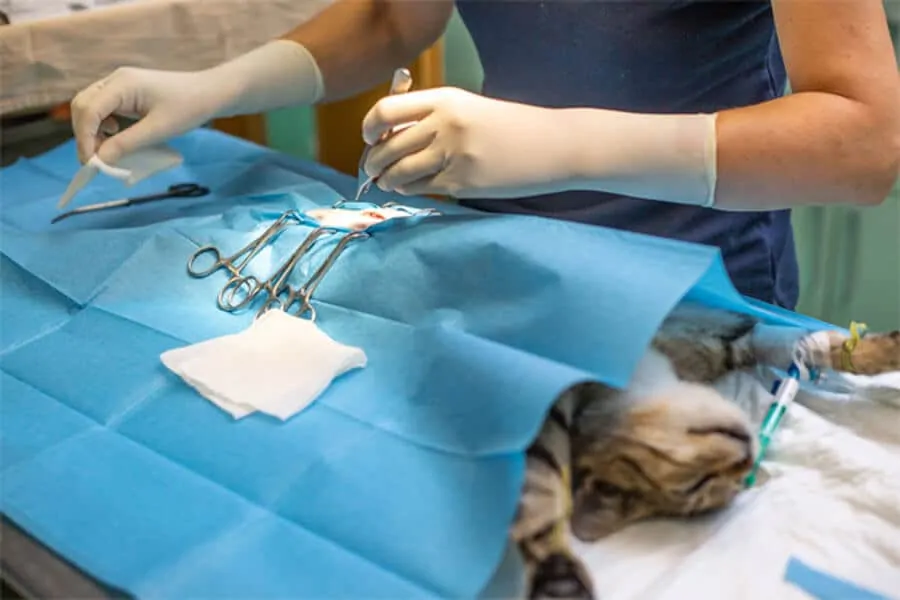Neutering/ Spaying: Improves Quality of Life